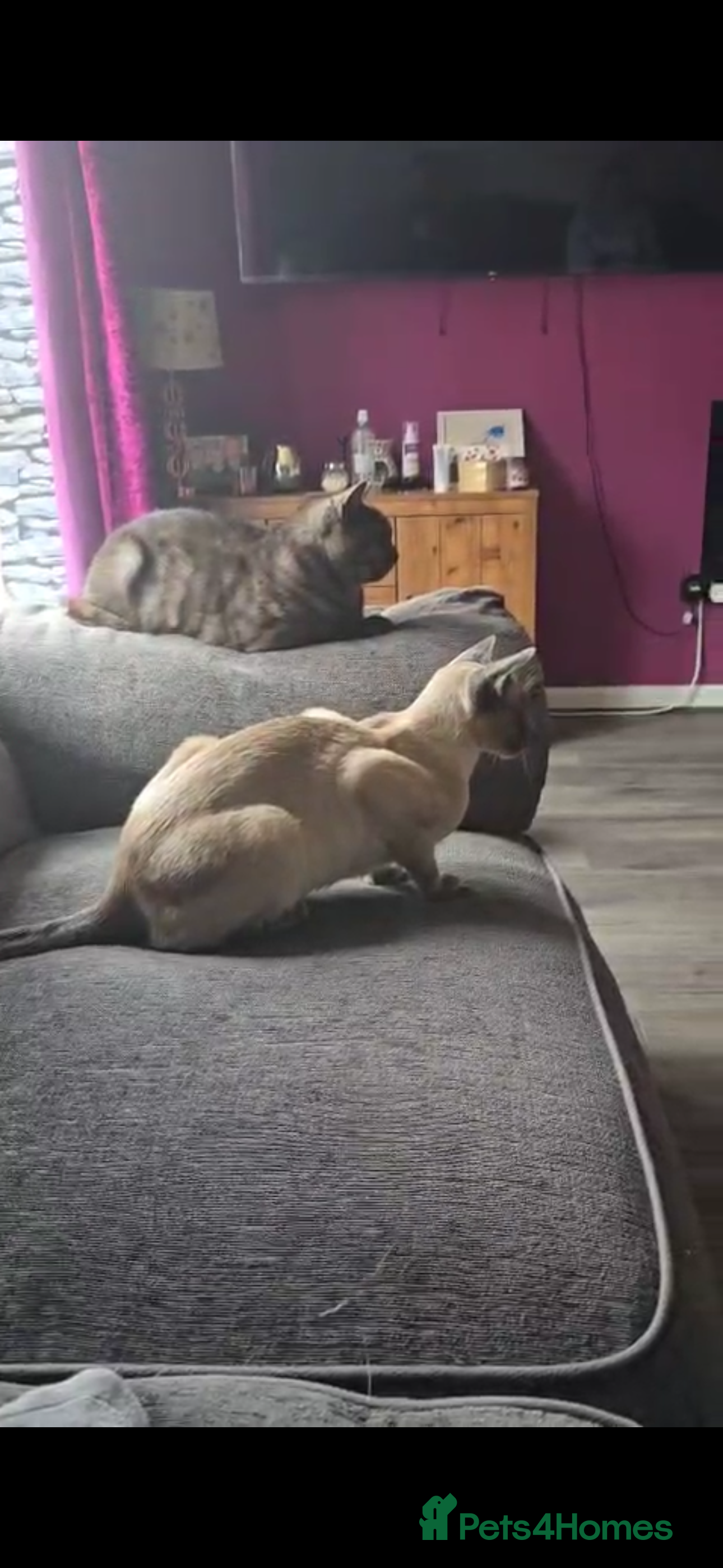 Siamese cats 1 year old blue point male Siamese - Advert 13