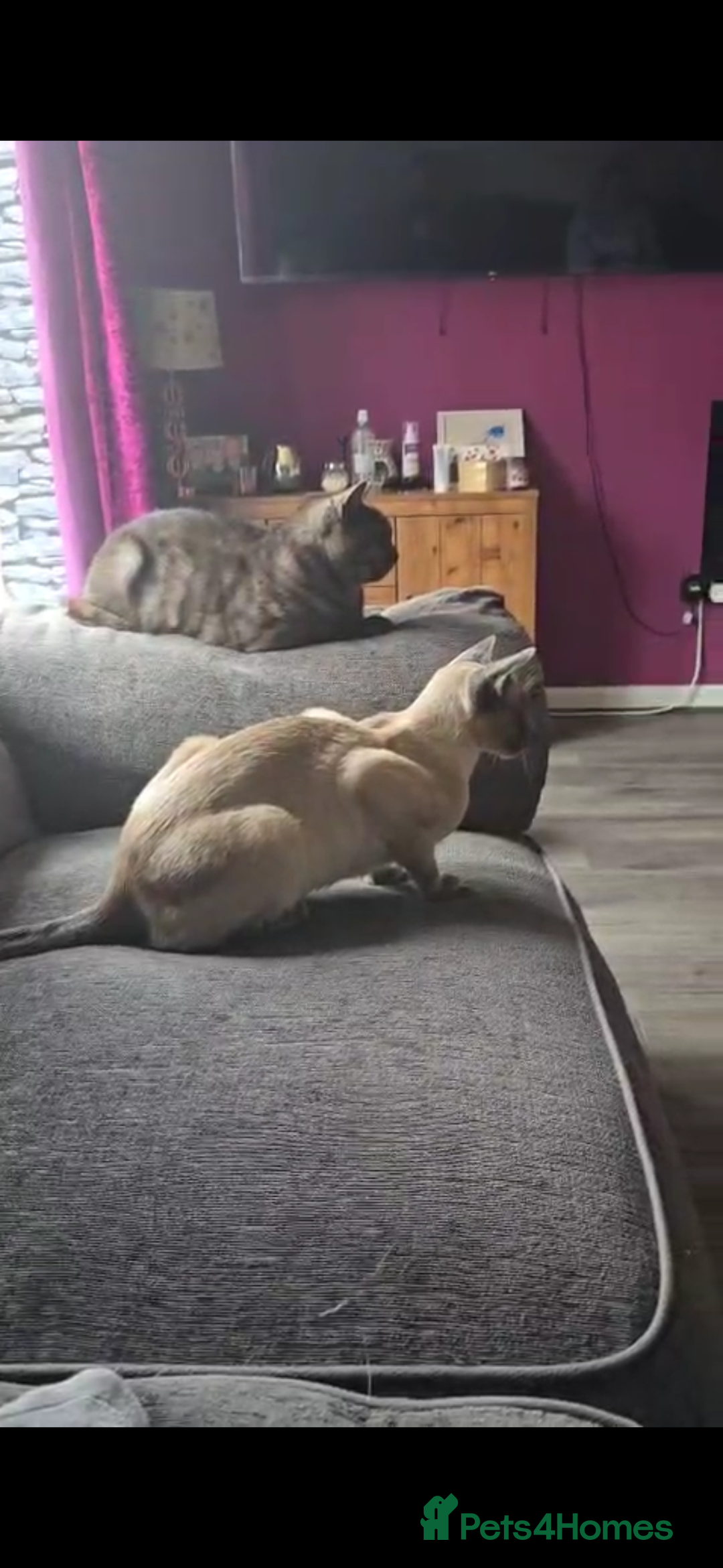 Siamese cats for sale: 1 year old blue point male Siamese - Advert 1