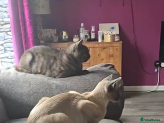 Siamese cats 1 year old blue point male Siamese - Advert 13