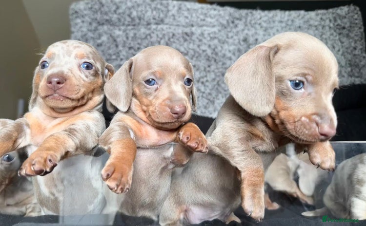 Miniature Dachshund dogs - Advert 3