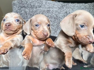 Miniature Dachshund dogs - Advert 5