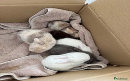 Mini Lop rabbits for sale: Friendly mini lop babies ready 14 August - Image 1