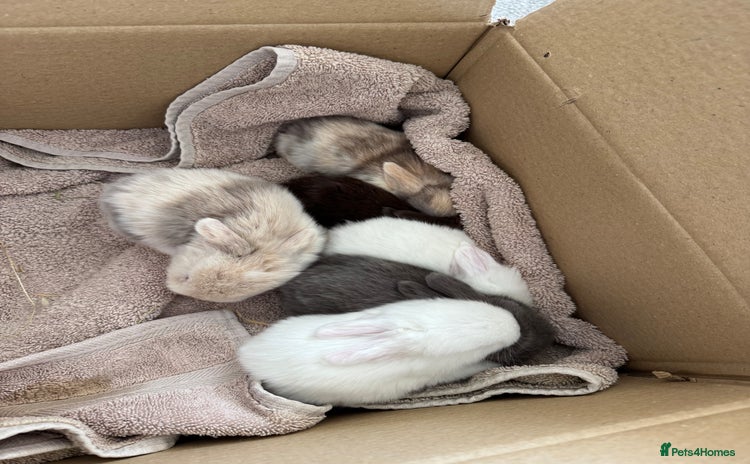 Mini Lop rabbits - Advert 2