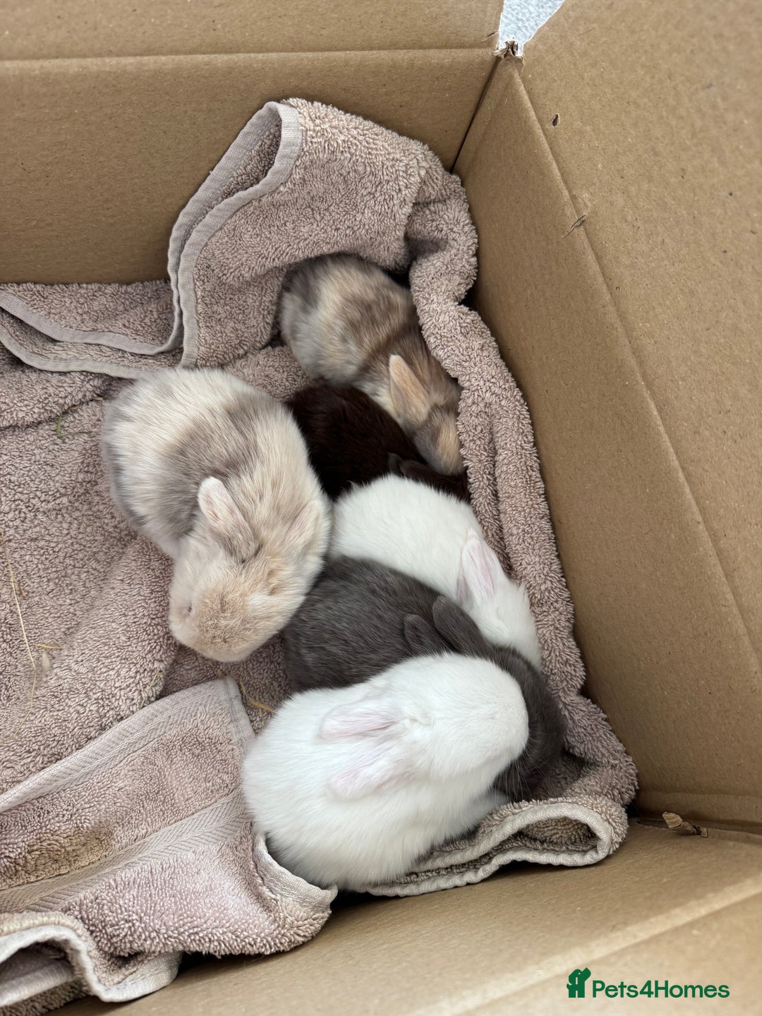 Mini Lop rabbits for sale: Friendly mini lop babies ready 14 August - Image 1
