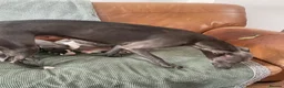 Whippet dogs for sale: Stunning Litter of KC Whippet Puppies - Advert 11