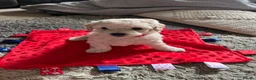 Mixed Breed dogs for sale: Cockapoochon Puppies in Lampeter - Advert 3