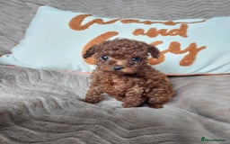 Toy Poodle dogs for sale: Full Asian girl - Image 4