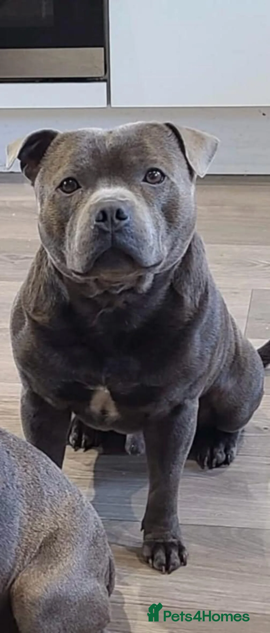 Staffordshire Bull Terrier dogs for sale: Blue staffy pups  - Advert 2