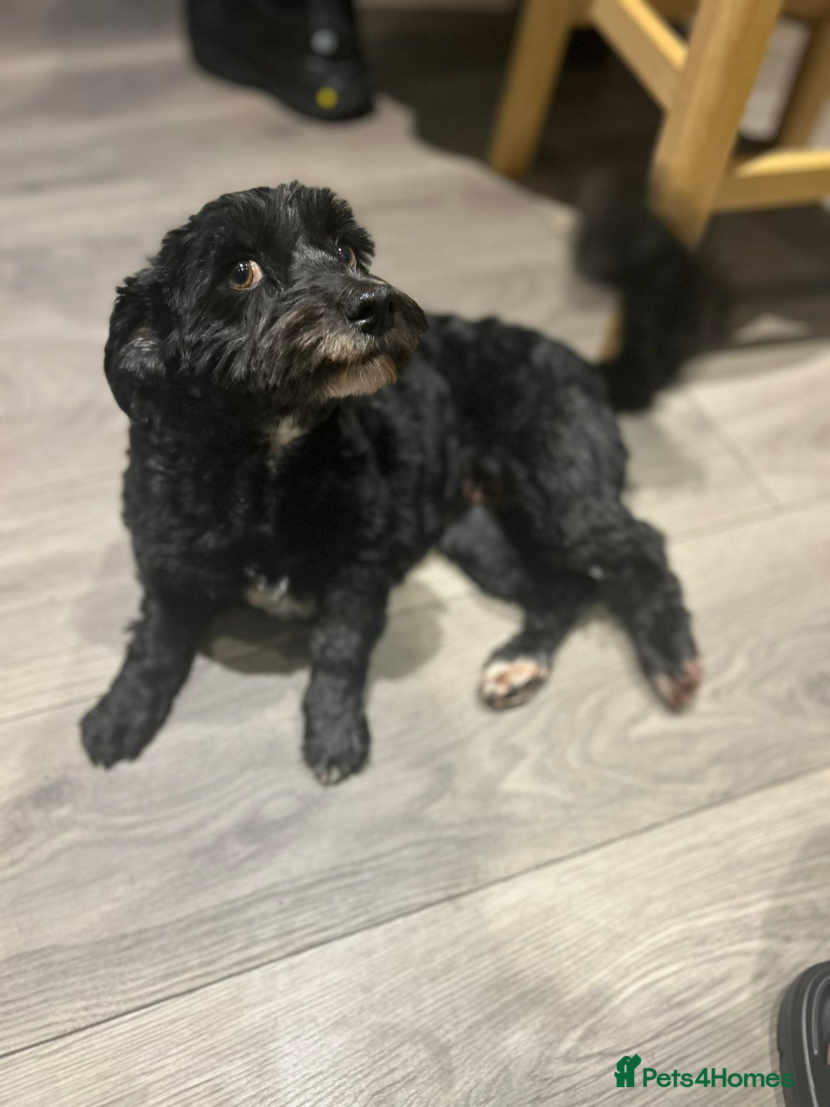 Havanese dogs K.C REG BEAUTIFUL DOG FOR SALE - Advert 3