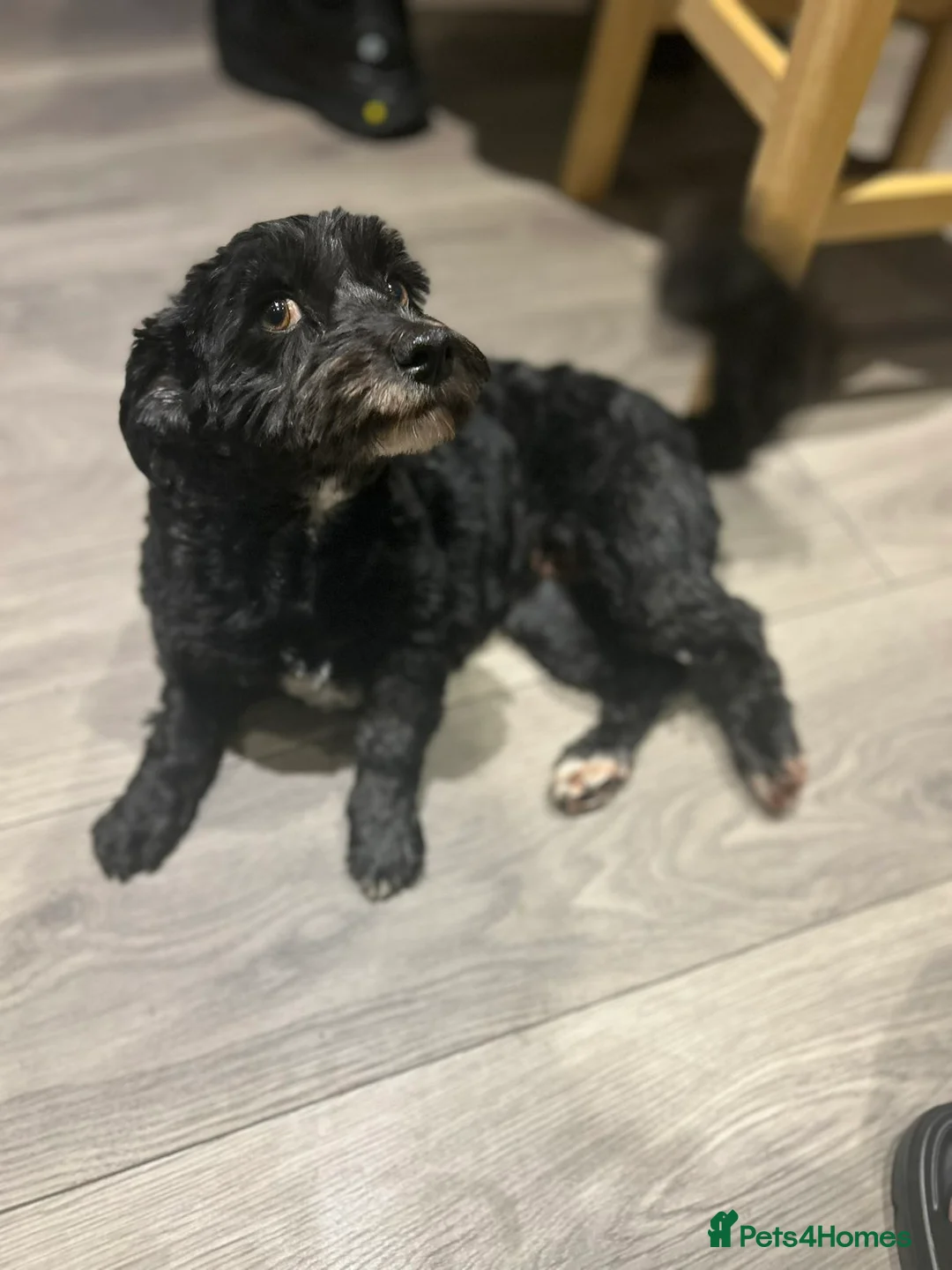 Havanese dogs for sale: K.C REG BEAUTIFUL TIMID DOG FOR SALE - Advert 4