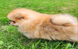 Pomeranian dogs for sale: Beautiful quality pomeranian girl puppies  - Image 6