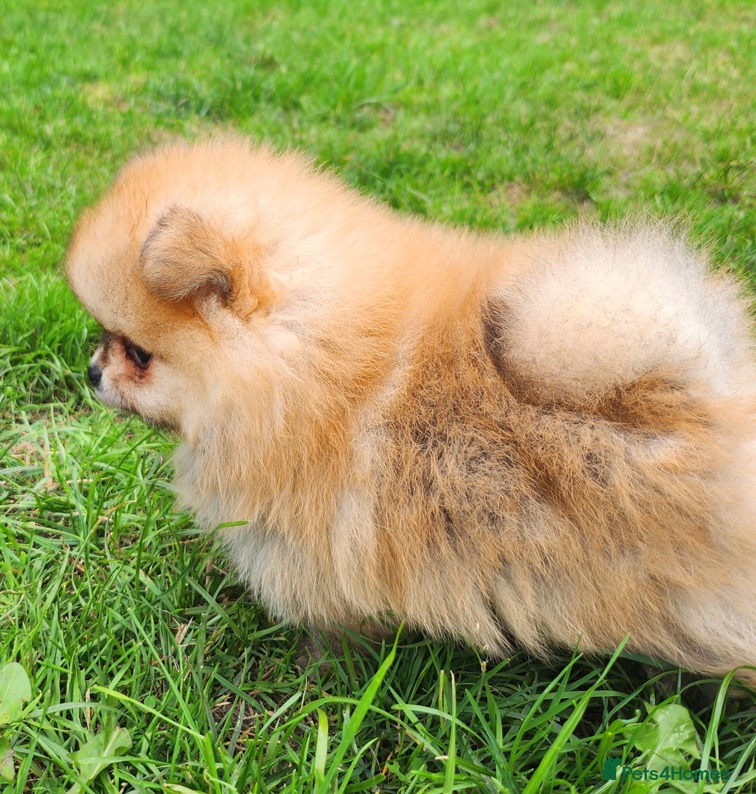 Pomeranian dogs for sale: Beautiful quality pomeranian girl puppies  - Image 6