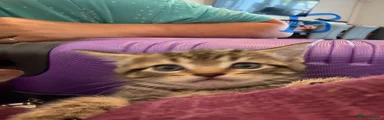 Tabby male 2