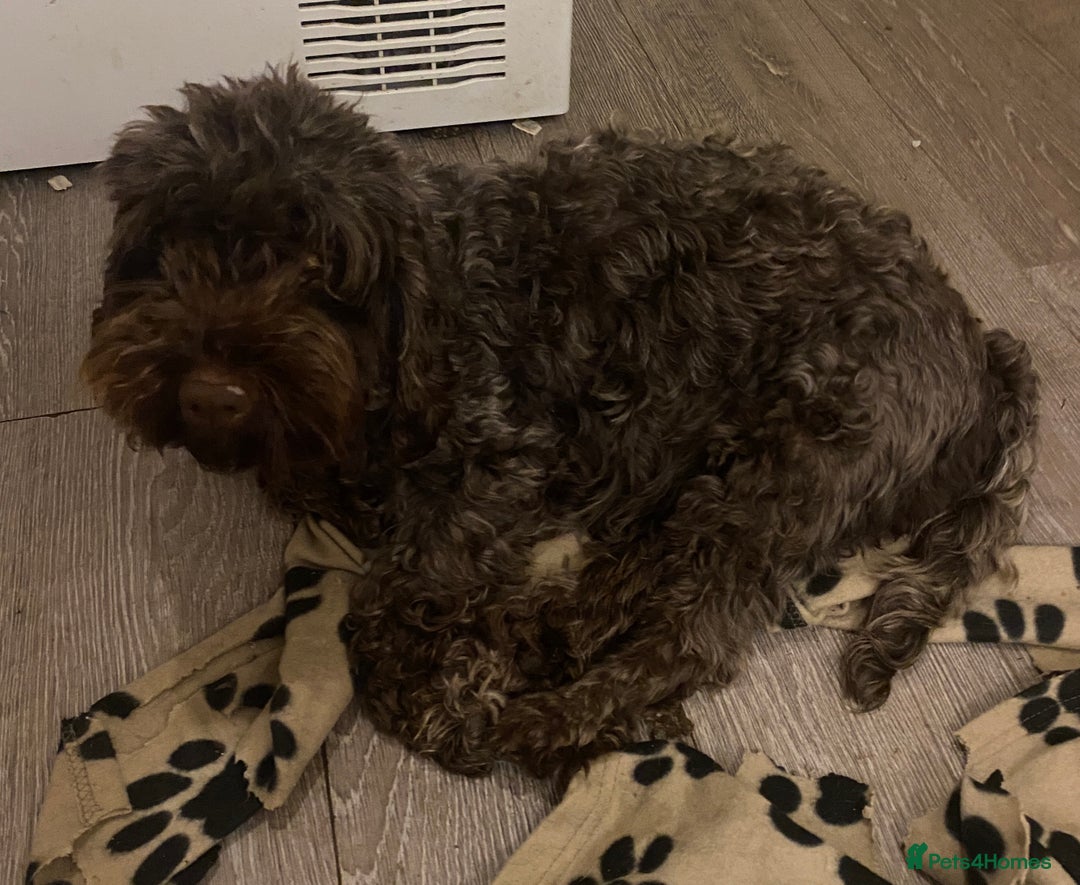 Cockapoo dogs for sale: Cockapoo puppies - Advert 2