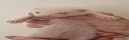 Ferret rodents for sale: Ferret kits - Advert 4