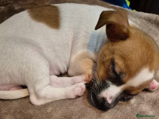 Mixed Breed dogs Jack Russell x Mini Pinscher - Advert 2