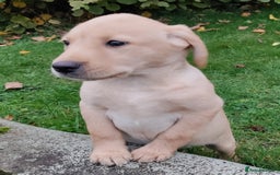 Labrador Retriever dogs for sale: Labrador pups for sale  - Image 1