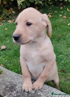 Labrador Retriever dogs - Advert 3