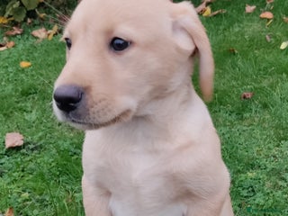 Labrador Retriever dogs - Advert 8