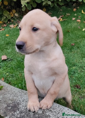 Labrador Retriever dogs - Advert 1