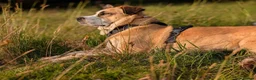 Mixed Breed dogs for adoption: Meet Ruby, currently residing in Lancashire  in Rochdale - Advert 7