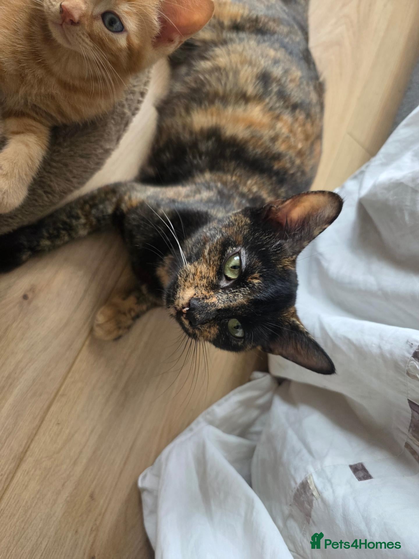 Mixed Breed cats Beautiful Litter of Seven Home-Raised Kittens - Advert 1