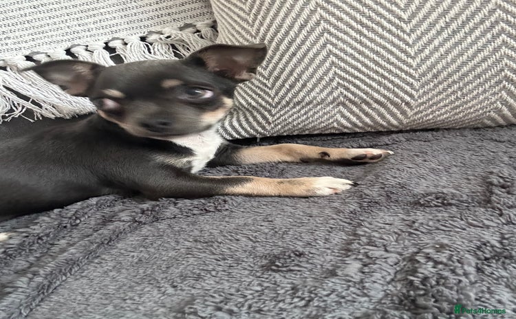 Chihuahua dogs - Advert 1