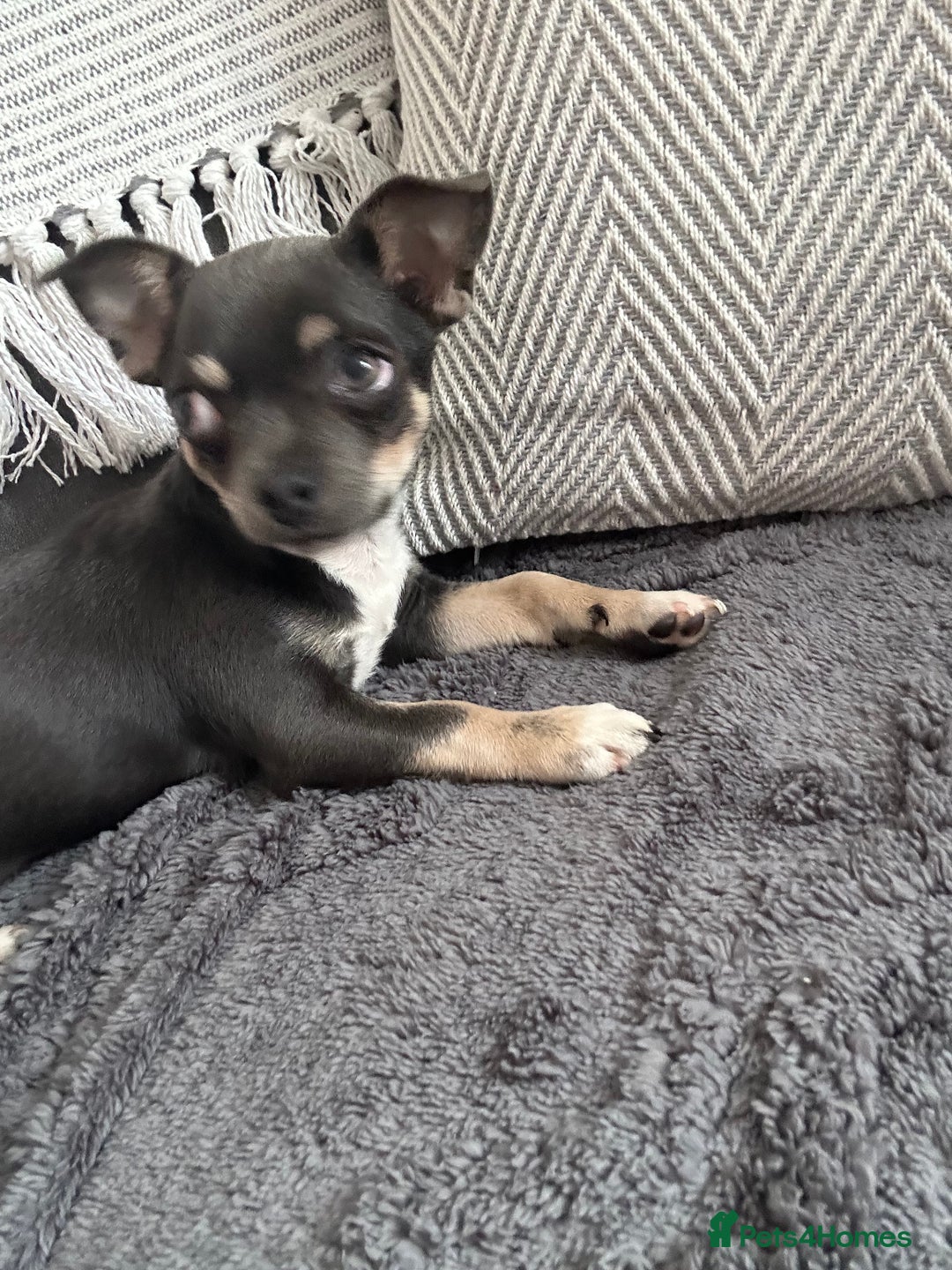 Chihuahua dogs for sale: Beautiful blue tri chihuahua girl - Image 1