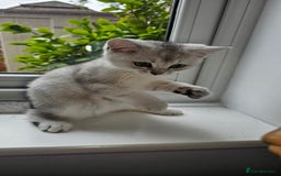 British Shorthair cats for sale: British Shorthair Kittens – Golden & Silver Shaded - Image 20