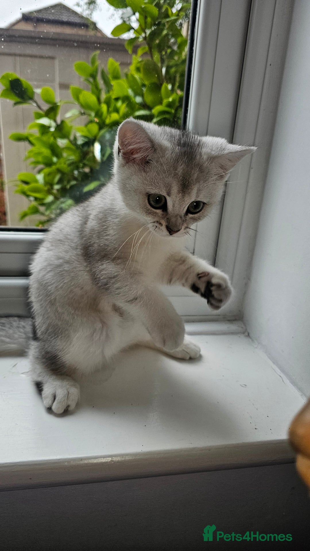 British Shorthair cats for sale: British Shorthair Kittens – Golden & Silver Shaded - Image 20