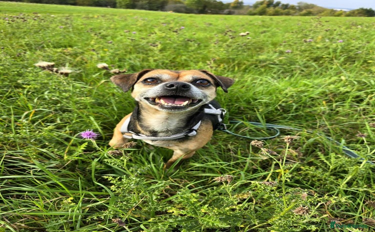 Mixed Breed dogs - Advert 1