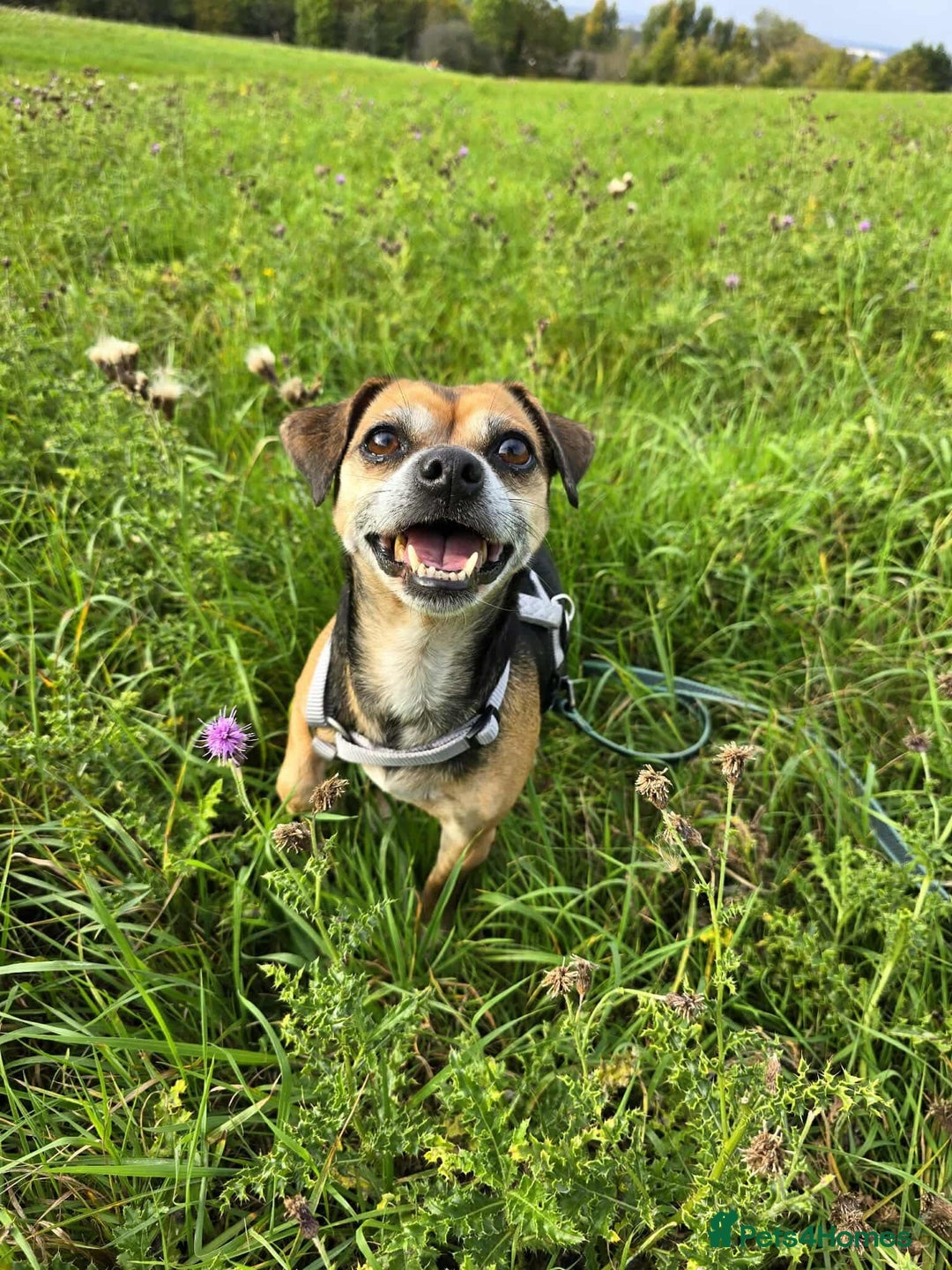 Mixed Breed dogs for adoption: Little Sophia is looking for her forever home!  - Image 1