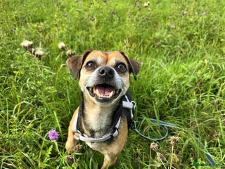 Mixed Breed dogs - Advert 21
