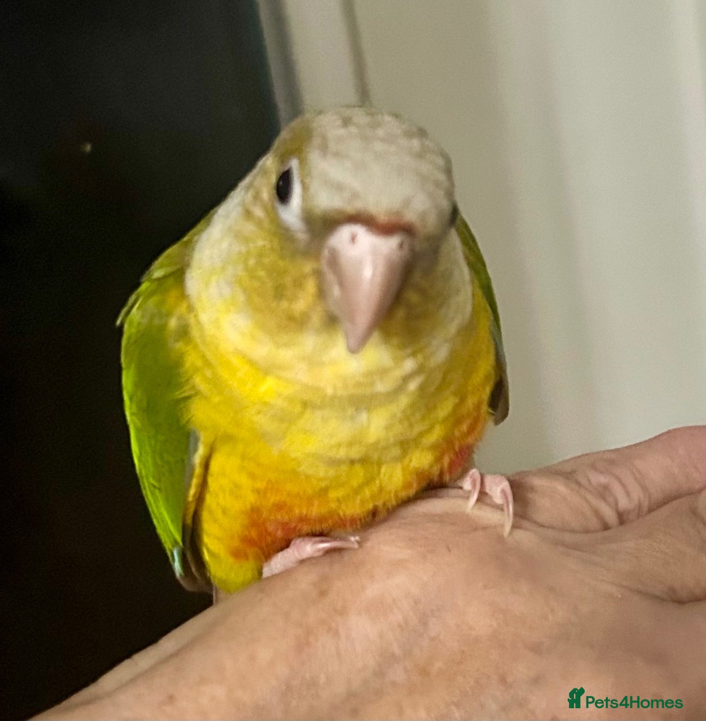 Conures birds Hand Reared Conures - Advert 1