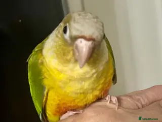 Conures birds Hand Reared Conures - Advert 1