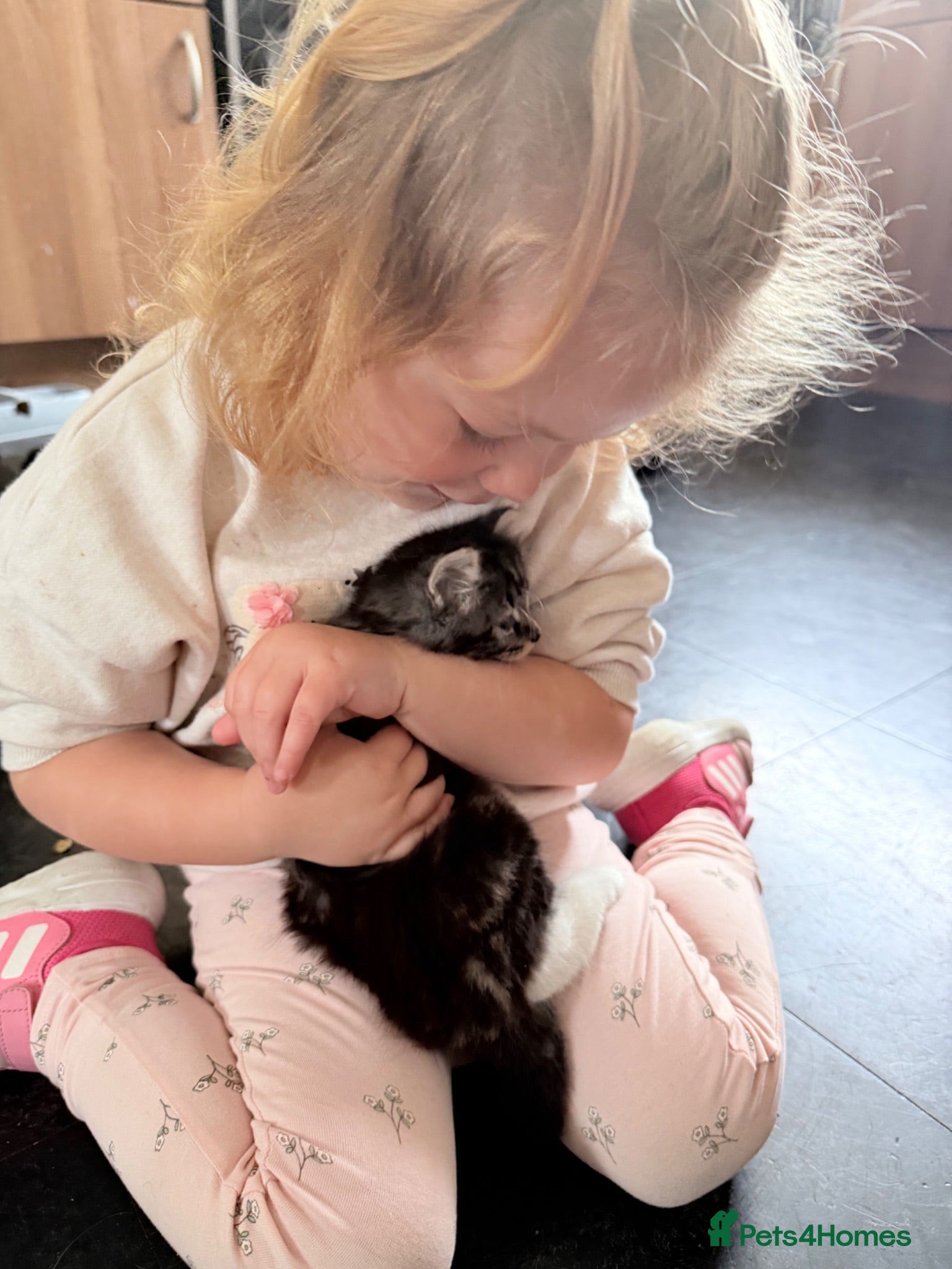 Mixed Breed cats Kittens available  - Advert 8