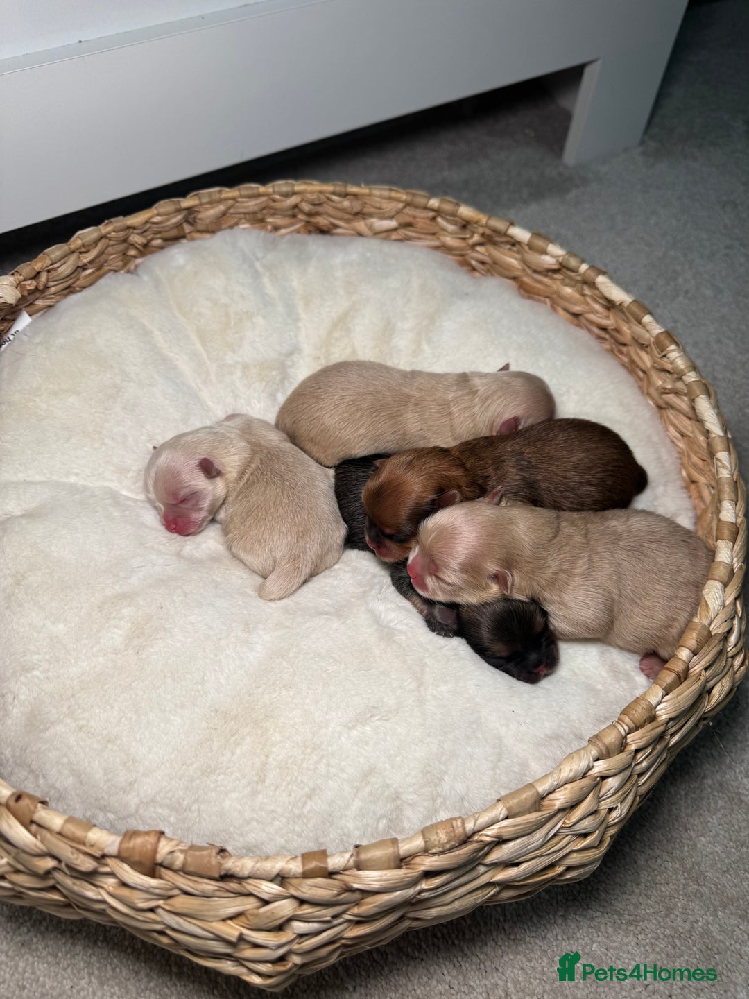 Pomeranian dogs for sale: 5 PERFECT KC POMERANIANS 🐶 - Image 1