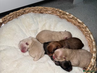 Pomeranian dogs - Advert 5