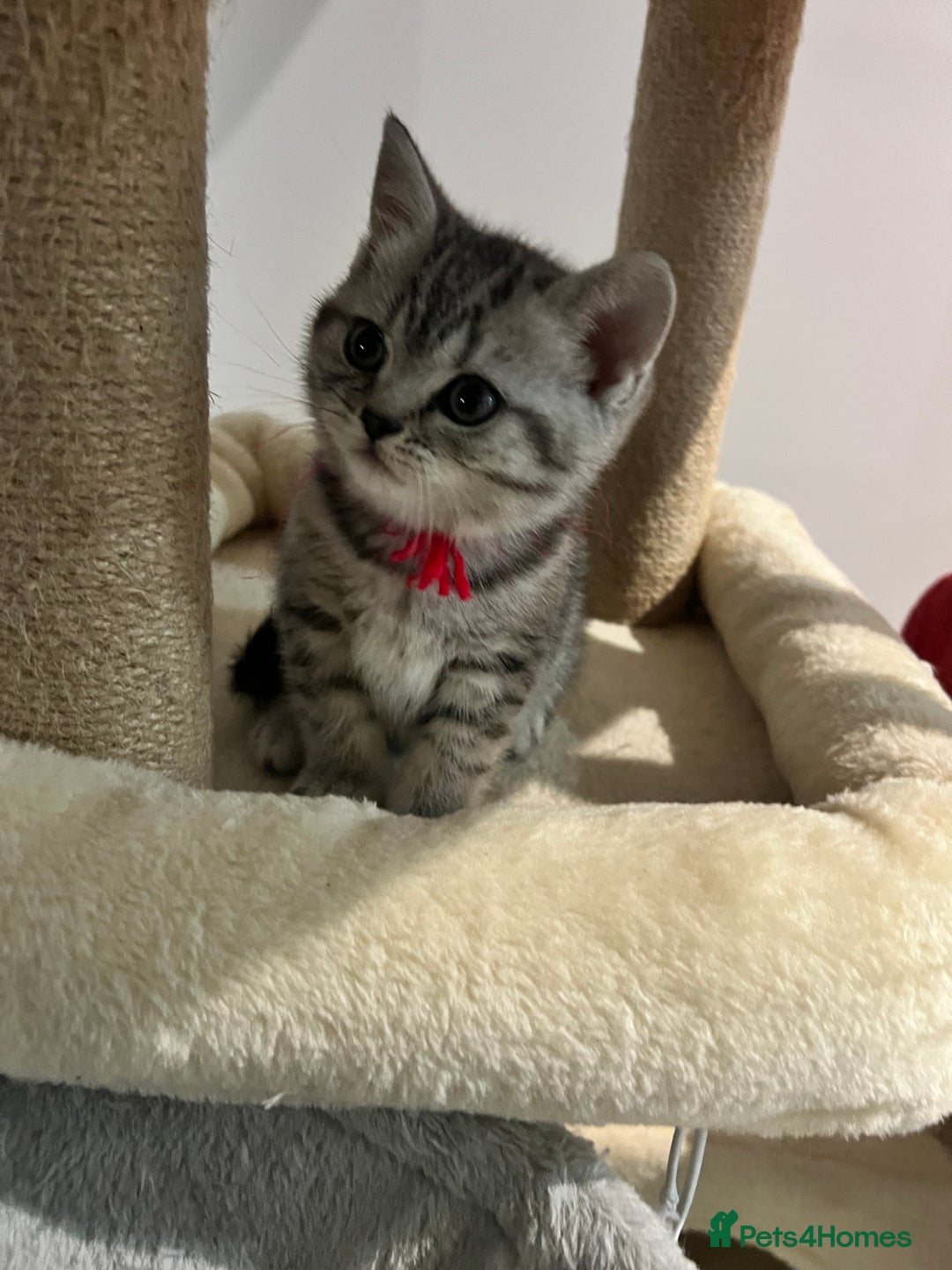 British Shorthair cats for sale: British Shorthair Kittens 🐱  - Advert 8