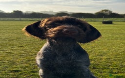 German Wirehaired Pointer dogs for sale: Liver German Wirehaired Pointer Puppy  - Image 4