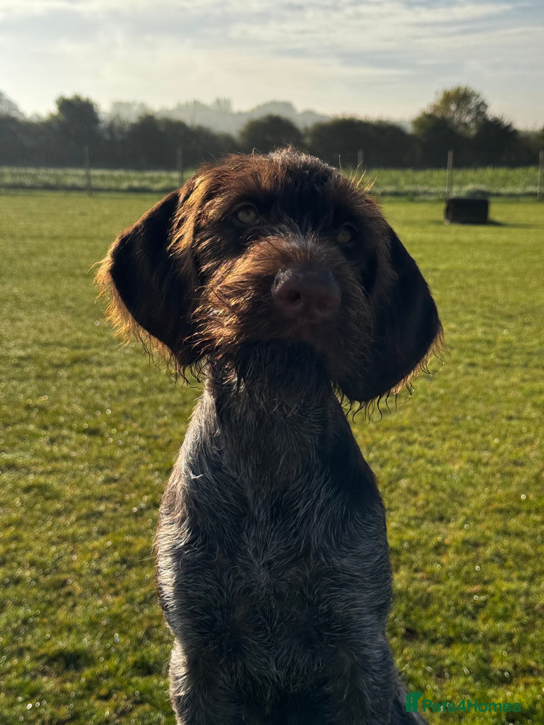 German Wirehaired Pointer dogs for sale: Liver German Wirehaired Pointer Puppy  - Image 4