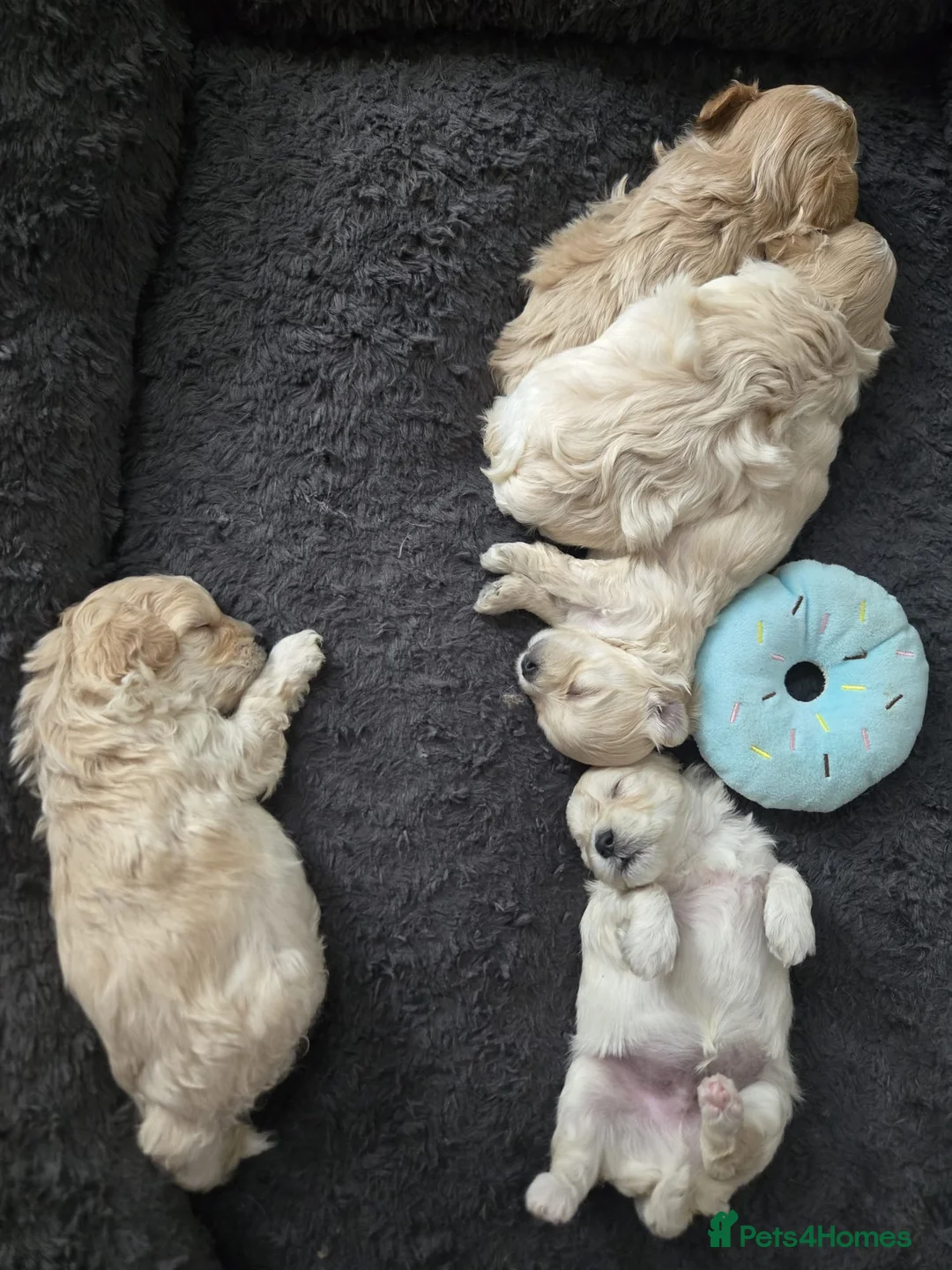 Maltipoo dogs for sale: F1🎀Maltipoo 🎀Luxury rare🎀 KC parents - Advert 30