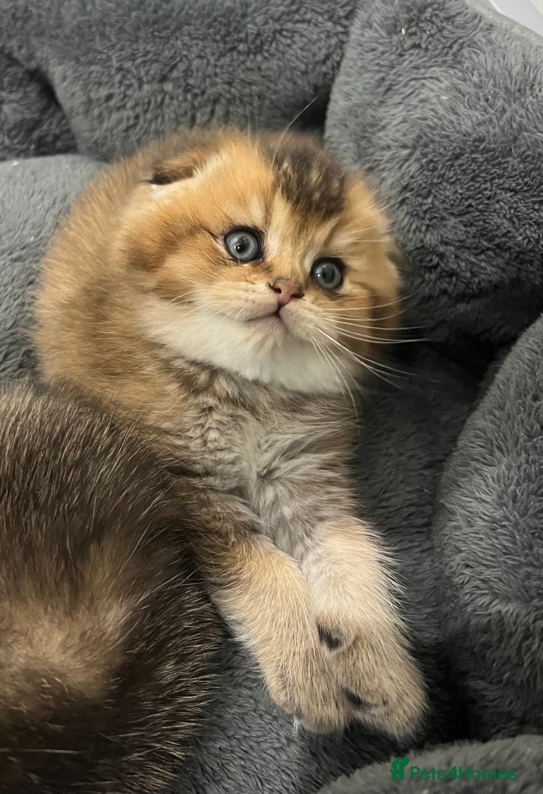 Scottish Fold cats for sale: Pure breed Pedigree SF kittens  - Advert 19
