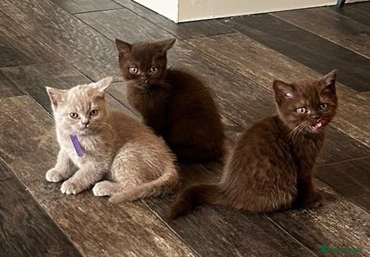 British Shorthair cats Beautiful GCCF Registered BH Kittens, Choc & Lilac - Advert 5