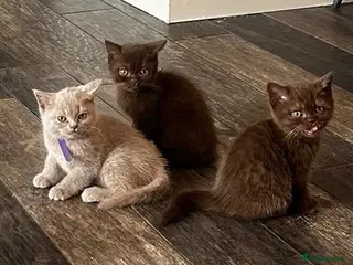 British Shorthair cats Beautiful GCCF Registered BH Kittens, Choc & Lilac - Advert 5