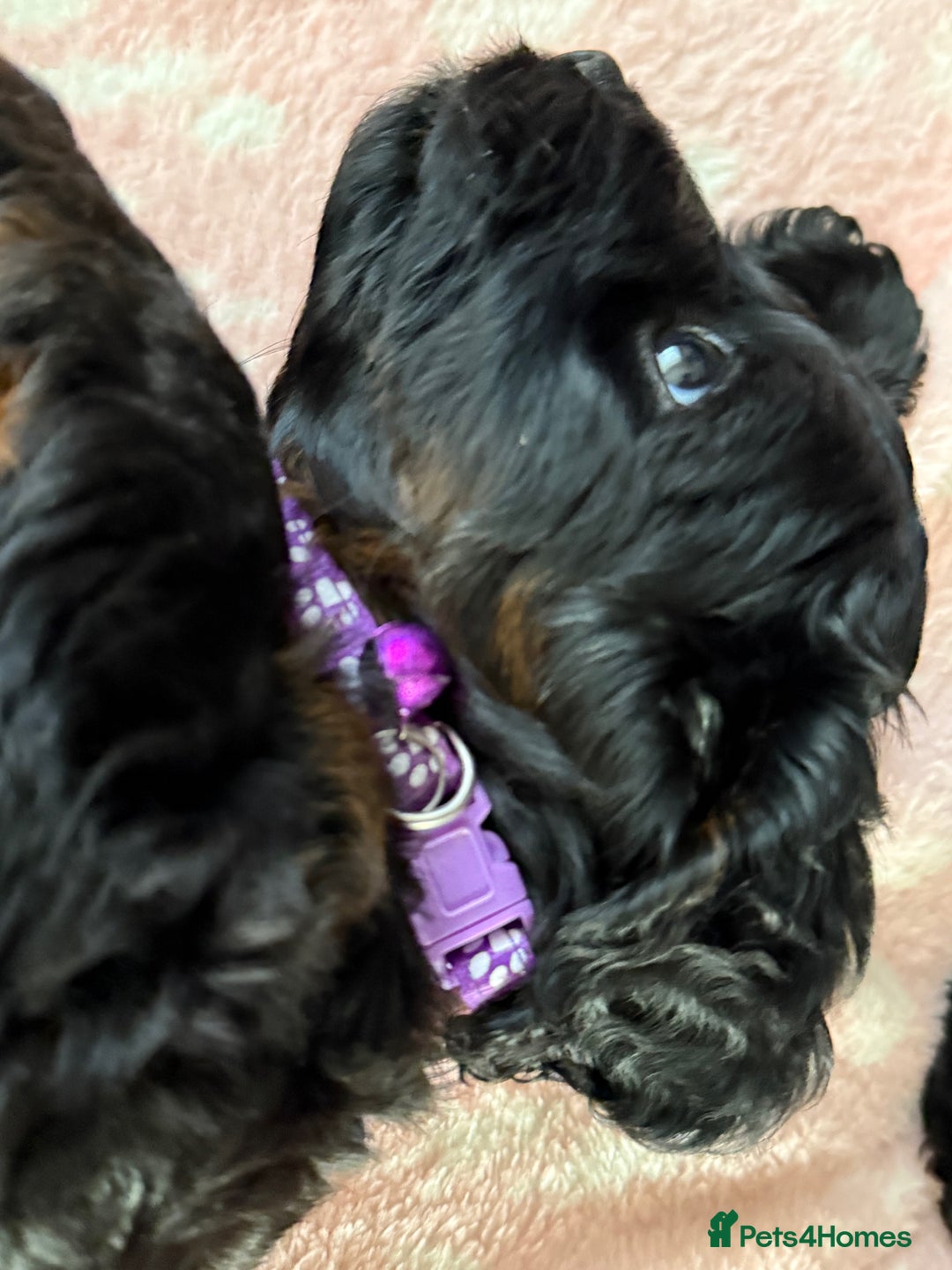 Cockapoo dogs for sale: Cockapoo Female Puppy - Ready to leave in 1 week - Image 9