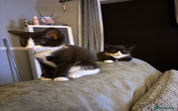 Mixed Breed cats for sale: FUR BABIES READY FOR THERE FOREVER HOMES  - Image 18