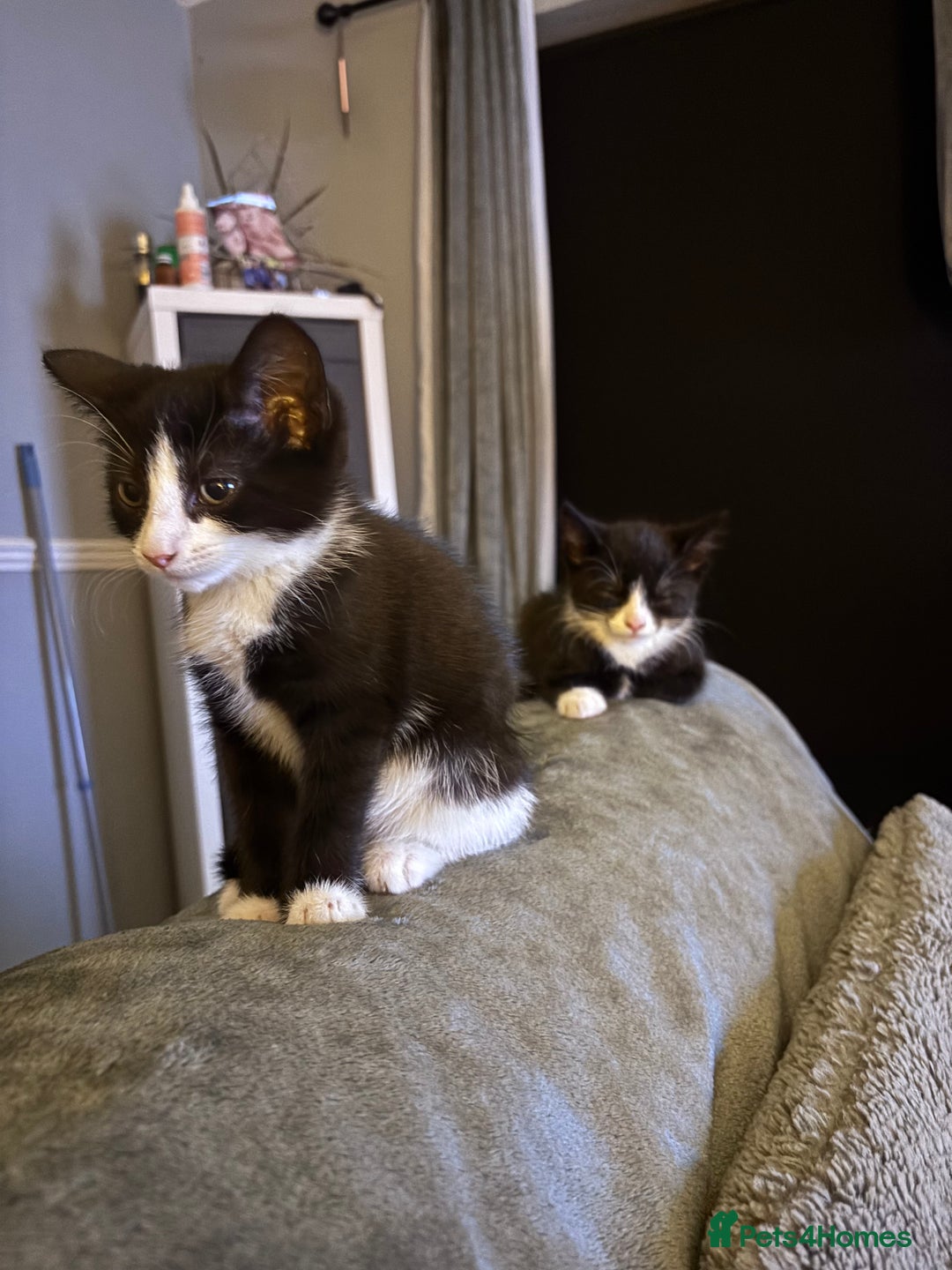 Mixed Breed cats for sale: FUR BABIES READY FOR THERE FOREVER HOMES  - Image 18