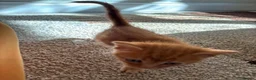 Mixed Breed cats for sale: Beautiful hand reared kittens  - Advert 4