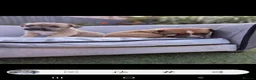 Jack Russell dogs for sale: Jack russell puppy  - Advert 20